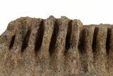 Fossil Dinosaur (Triceratops) Jaw Section - Wyoming #382560-2